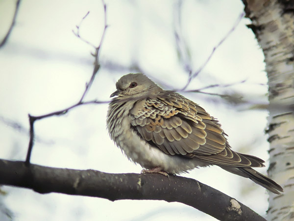 Turturikyyhky, European Turtle Dove, Streptopelia turtur